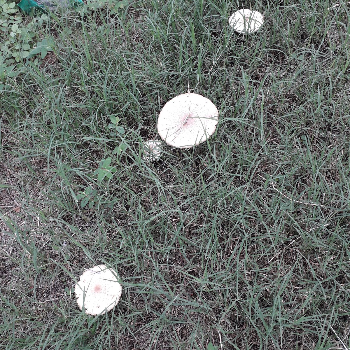 Nannishtar's tweet photo. ¡Hola, @Fungi_Cosas! Me encontré estas linduras en mi camino, en Veracruz, ¿sabes qué tipo de hongo son? https://t.co/gxUUKucHma