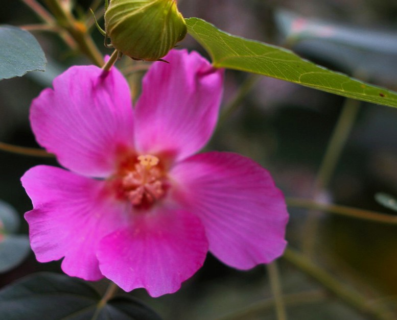 skmasyu's tweet photo. #フヨウ の花言葉
「繊細な美」「しとやかな恋人」
「#mutabilis」には変化しやすいと
いう意味があります。😊 https://t.co/QCrxKveMdG