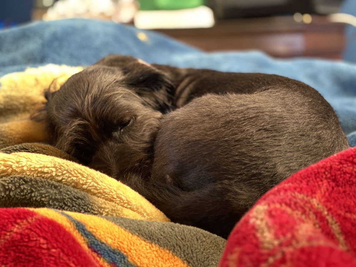 Más que el amor de mi vida, es mi vida y todo el amor que el universo me ha dado: mi bebé. 🐶 🖤🖤🖤