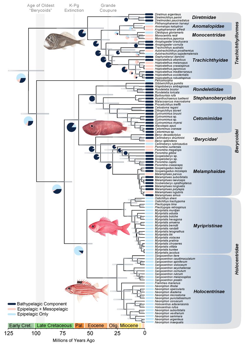 Chase Brownstein (@chasebrownstein) on Twitter photo 🚨🚨 1/8 New paper from <a href="/TJNear/">Thomas Near</a>, Alex Dornburg, and myself! We reconstruct the early evolution of acanthopterygian fishes, which include ~1/3 of living vertebrate species! biorxiv.org/content/10.110… 🚨🚨 1/8 New paper from <a href="/TJNear/">Thomas Near</a>, Alex Dornburg, and myself! We reconstruct the early evolution of acanthopterygian fishes, which include ~1/3 of living vertebrate species! biorxiv.org/content/10.110…
