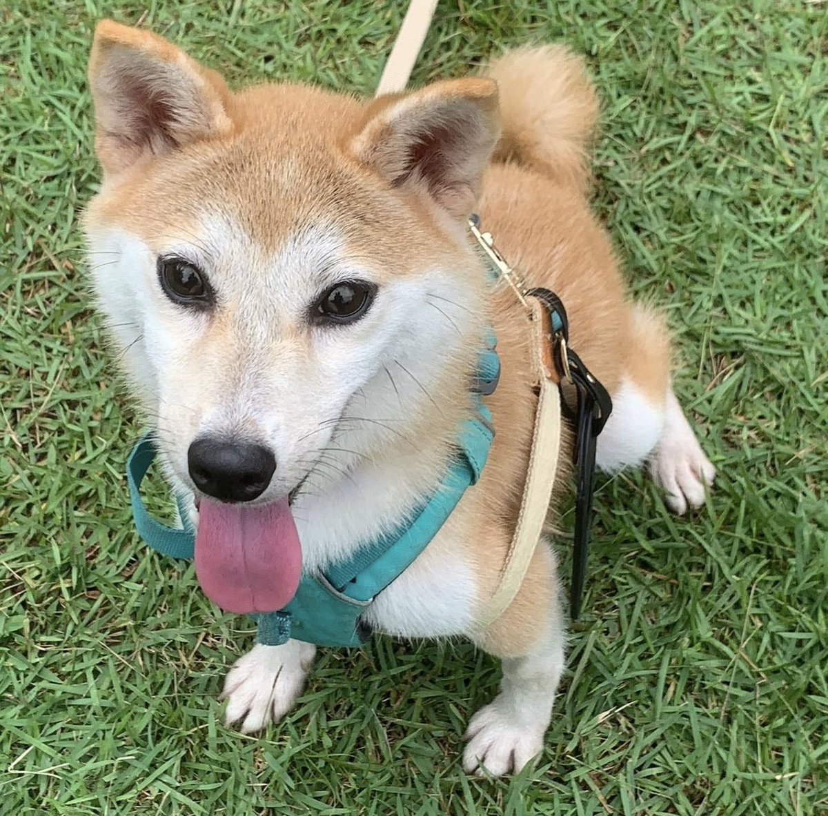 Candella tweet media