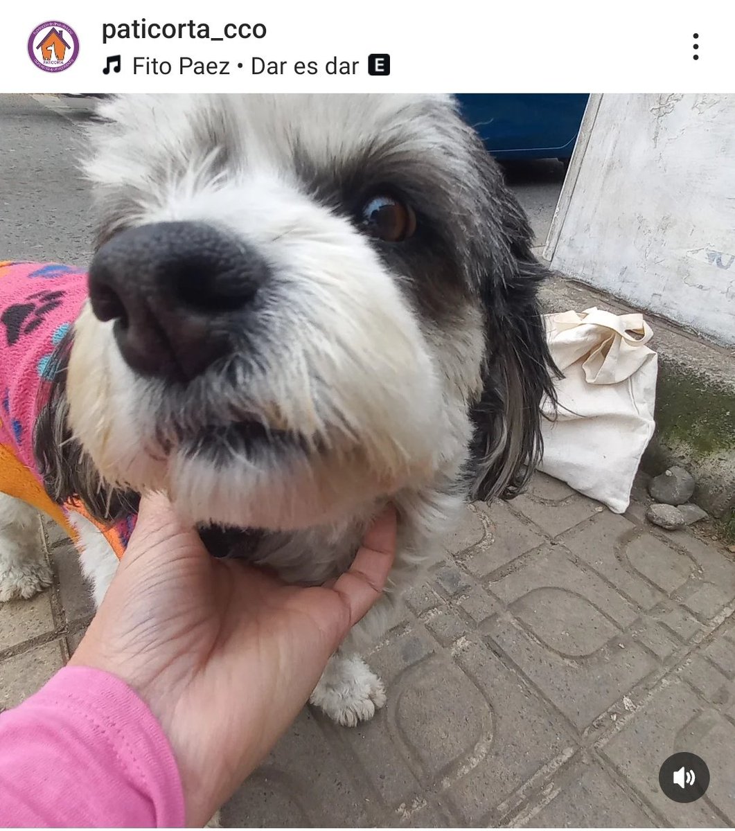 fucancl's tweet photo. LO APUÑALARON a él porque defendió a su perrita ALBA,trabaja limpiando vidrios en la calle ahora no lo puede hacer, necesita ayuda para pagar la habitación en la que vive él y su perrita Alba ( que  lleva a vet y peluqueria) 

MARIO OLIVARES 
 CUENTA RUT 17.438.399-5
Bco estado https://t.co/dq3dkgb5FA