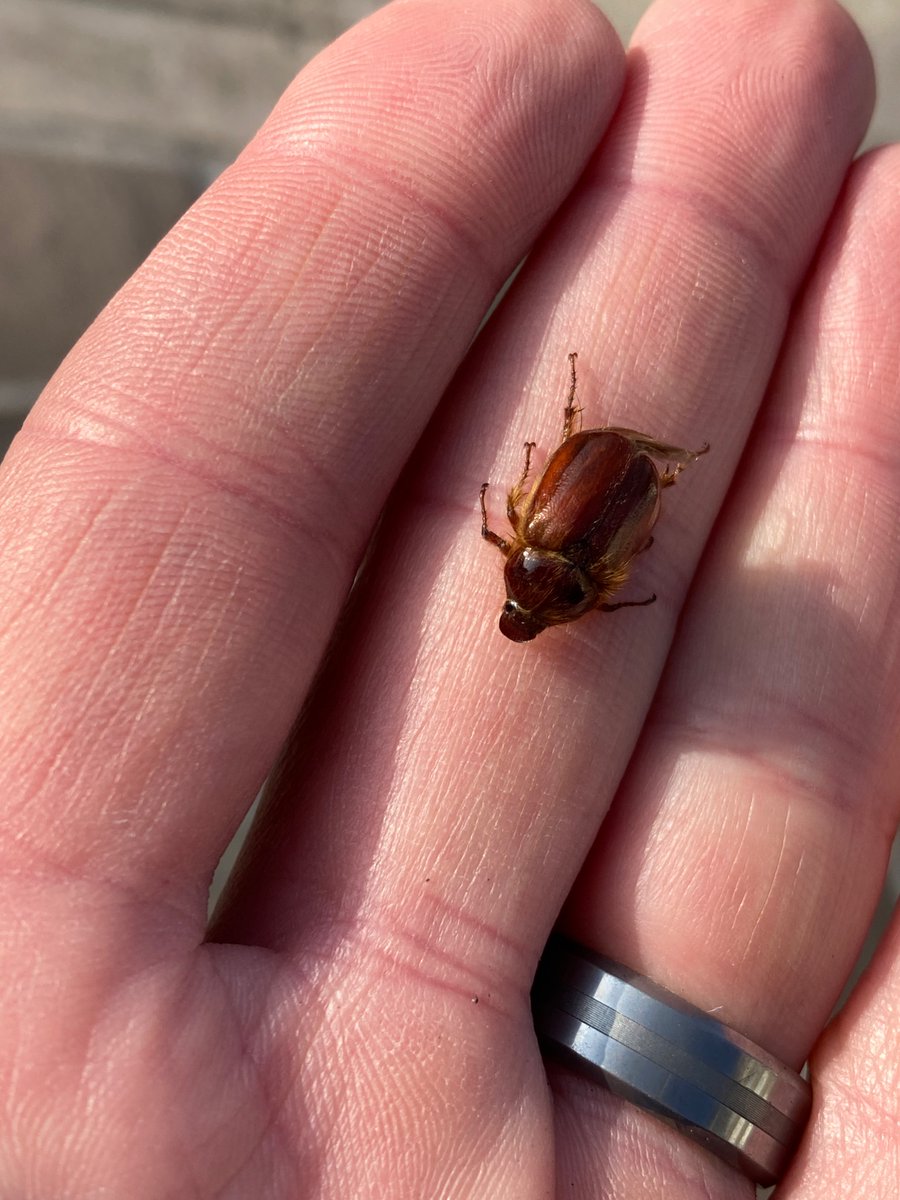 Caterino Arthropod Biodiversity Lab tweet media