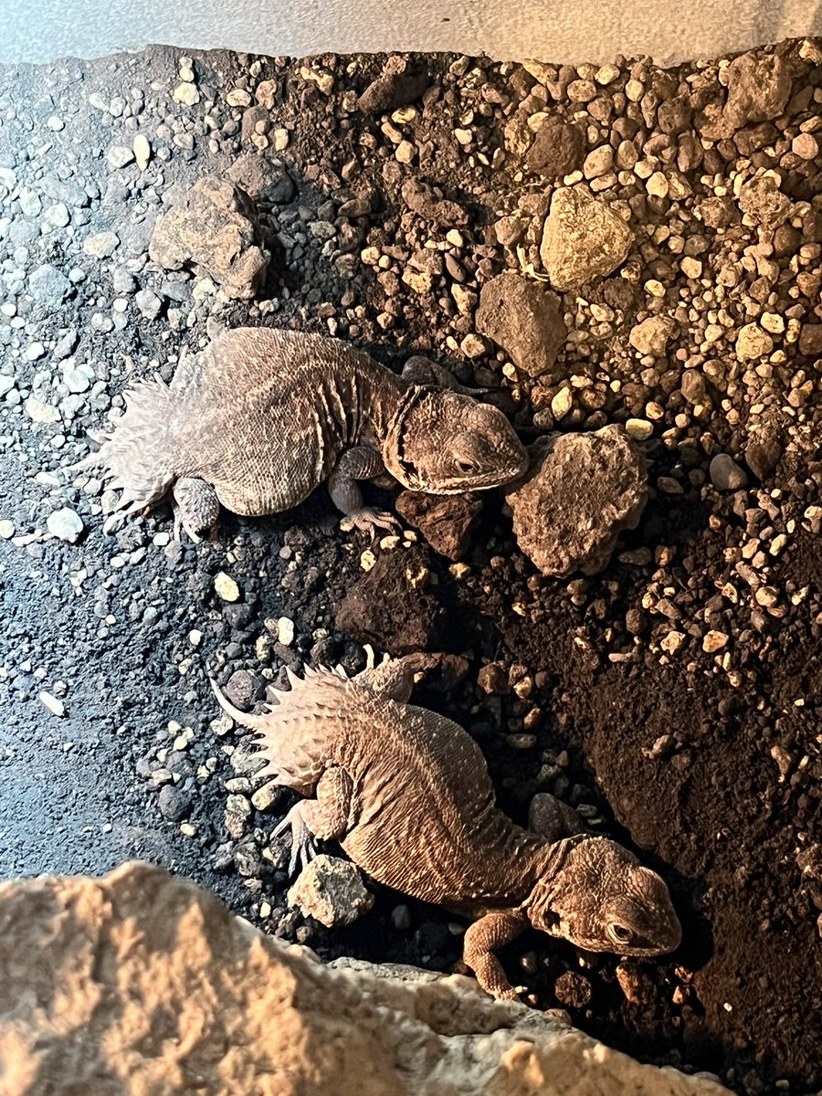 卵持ちの2匹。
1匹は今日か明日産むと予想してる🥚
