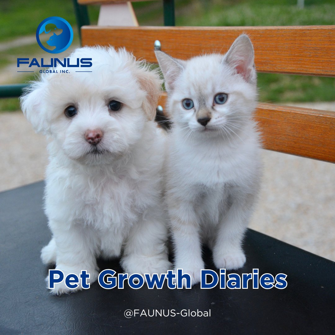FAUNUS_FNS's tweet photo. Pet Growth Diaries ๐ถ๐พ
Also, visit๐ https://t.co/Novc0Ud1dQ
Join us at Telegram https://t.co/hSZtg03w2K
#FaunusGlobal #PetGrowth #GrowthDiary #PetDevelopment #FromPupToAdult #GrowingPets #PetJourney https://t.co/nsjNYcElBT