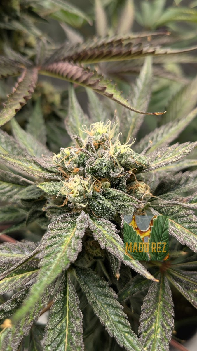 Fuckle Berries 🖕🫐🍓 
Peanut Butter Breath 🥜 🌬️ 
Filling out at the end of Week 6 
Genetics by @matyice420