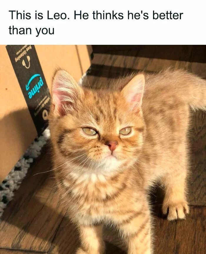 WholesomeMemes tweet media