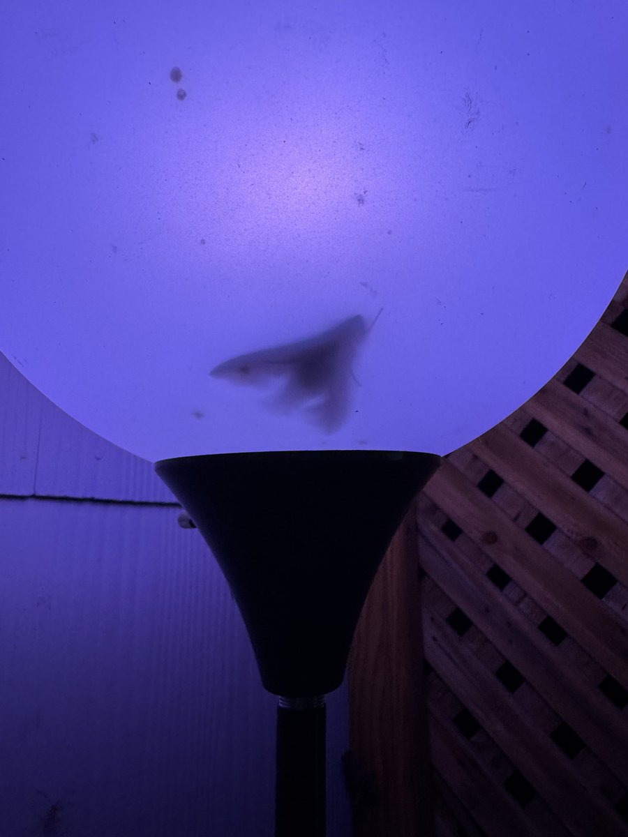 I think a B2 Bomber landed in my light globe.