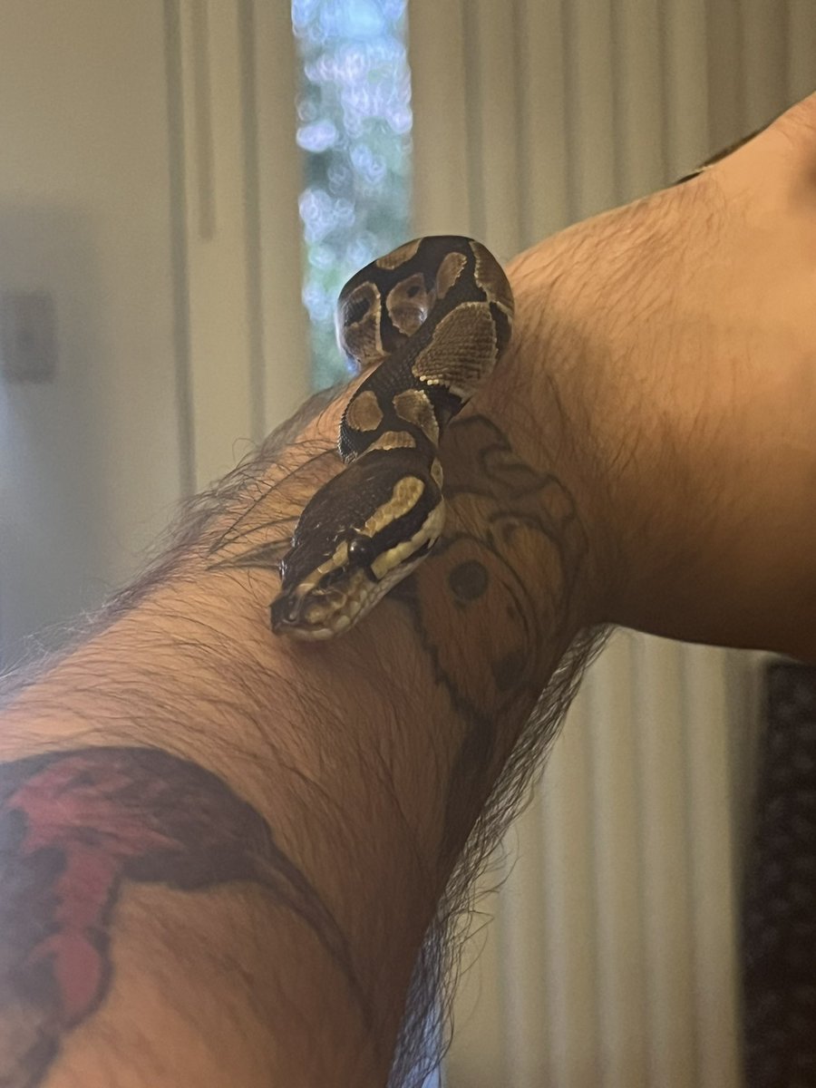 Rockstar66_6's tweet image. Persephone’s chillin’. Held her before bed. ❤️🐍 #babyballpython