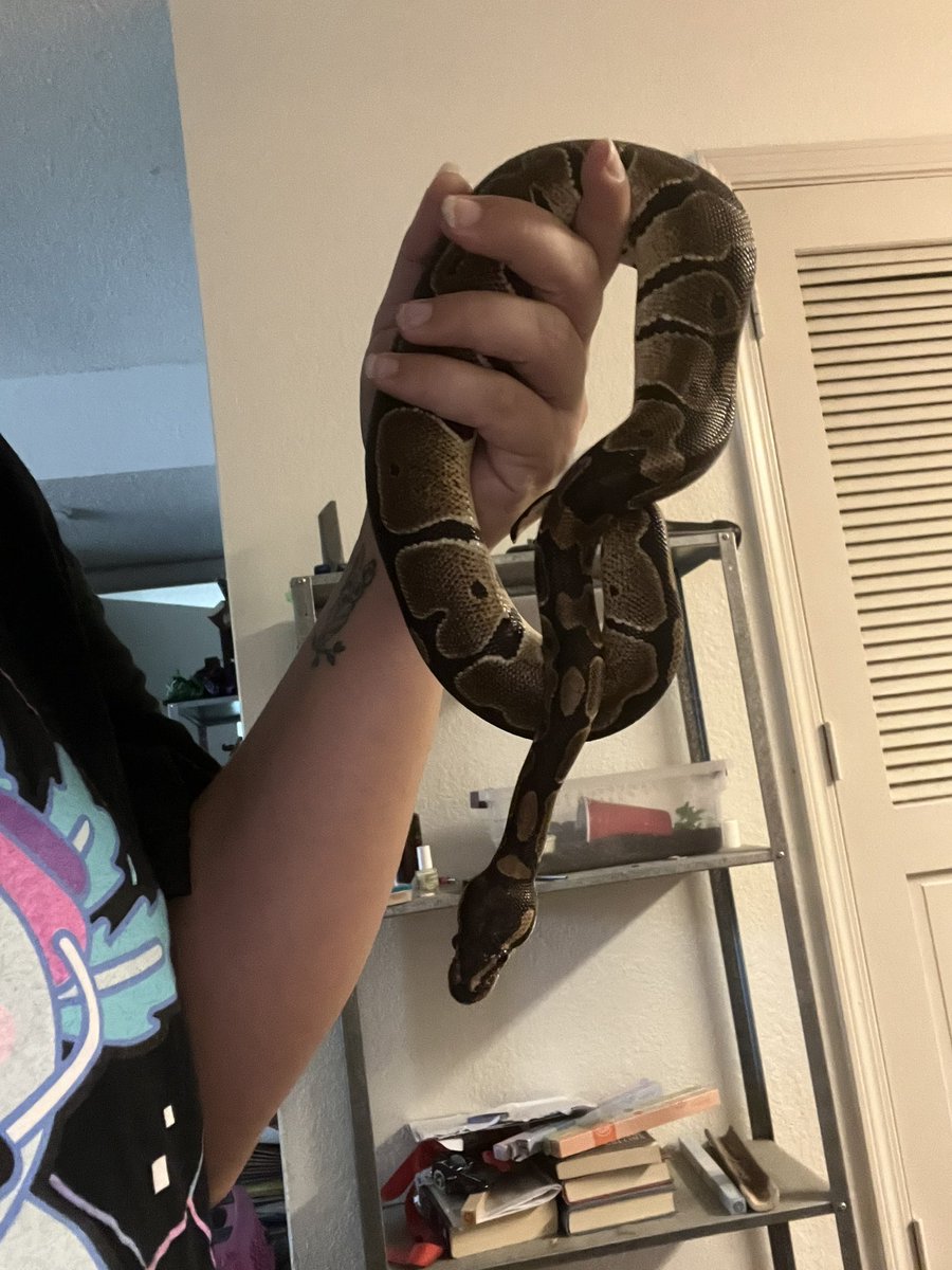 Rockstar66_6's tweet image. Persephone’s chillin’. Held her before bed. ❤️🐍 #babyballpython