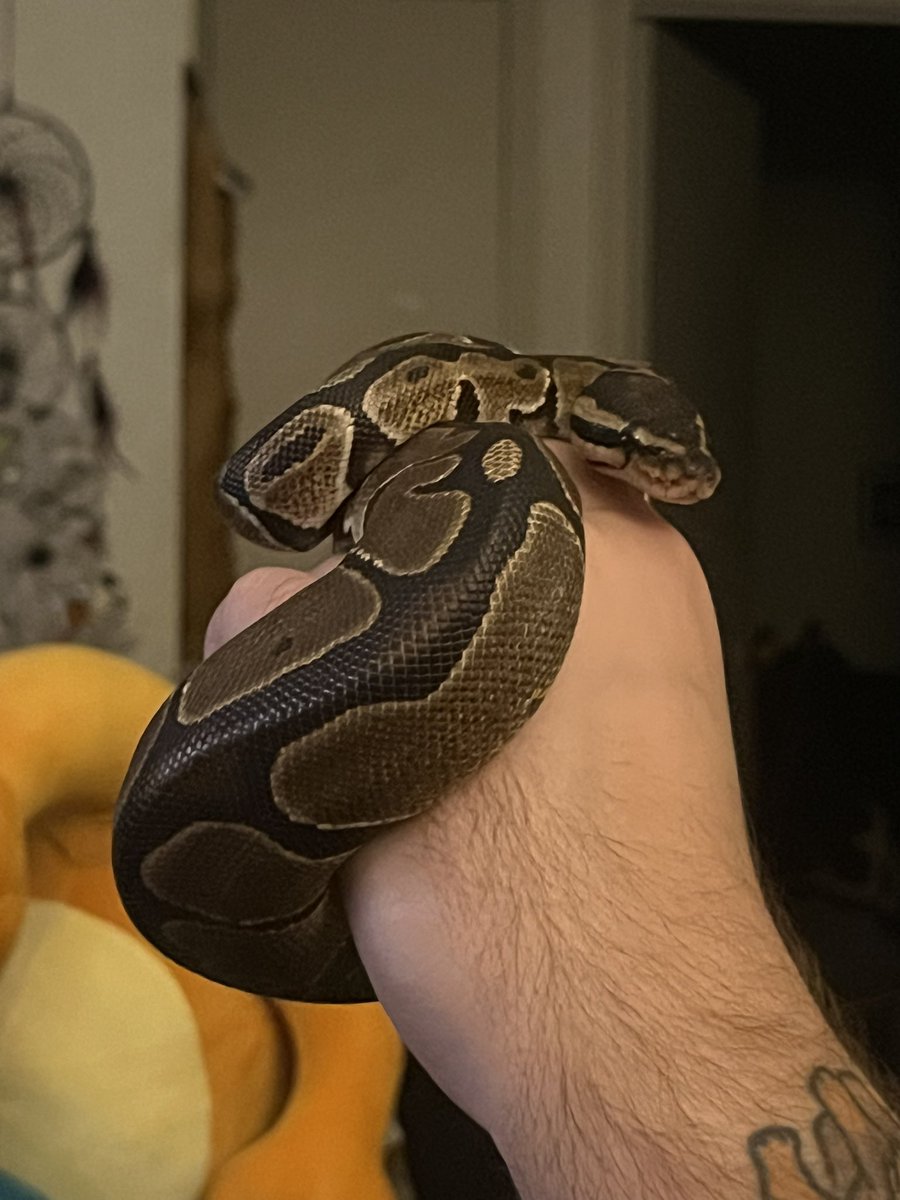 Rockstar66_6's tweet image. Persephone’s chillin’. Held her before bed. ❤️🐍 #babyballpython