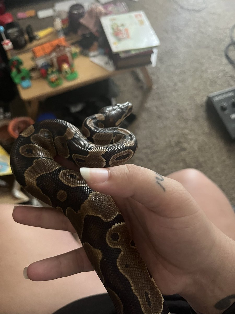 Rockstar66_6's tweet image. Persephone’s chillin’. Held her before bed. ❤️🐍 #babyballpython