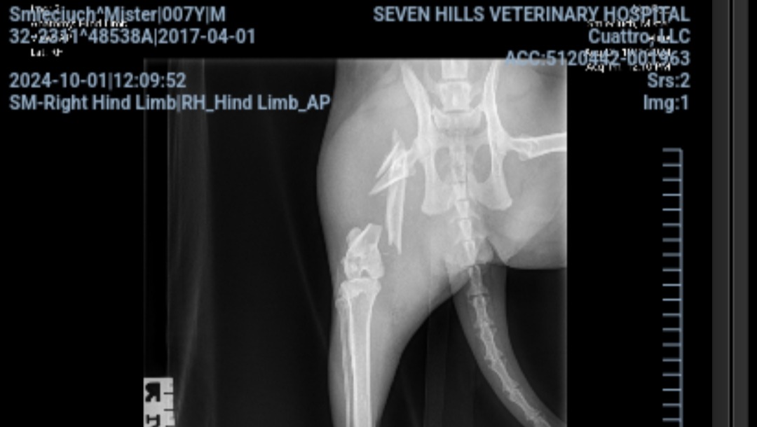 VultrixOfficial's tweet photo. He is a sweet little guy. He has no option but to have his leg amputated he was struck by a car.  This little guy was a person magnet during get-togethers at my second apartment and loves everyone. This is an extremely tough time. Anything helps https://t.co/cfWHUrudDM https://t.co/hnPXbbWDNd