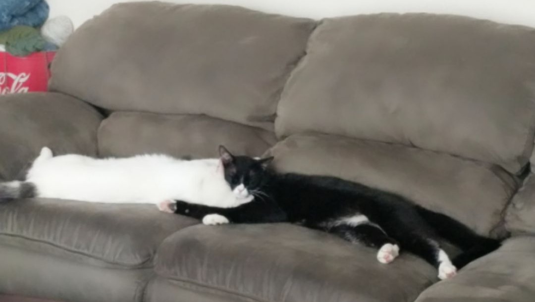 He is a sweet little guy. He has no option but to have his leg amputated he was struck by a car.  This little guy was a person magnet during get-togethers at my second apartment and loves everyone. This is an extremely tough time. Anything helps gofund.me/84d560e5