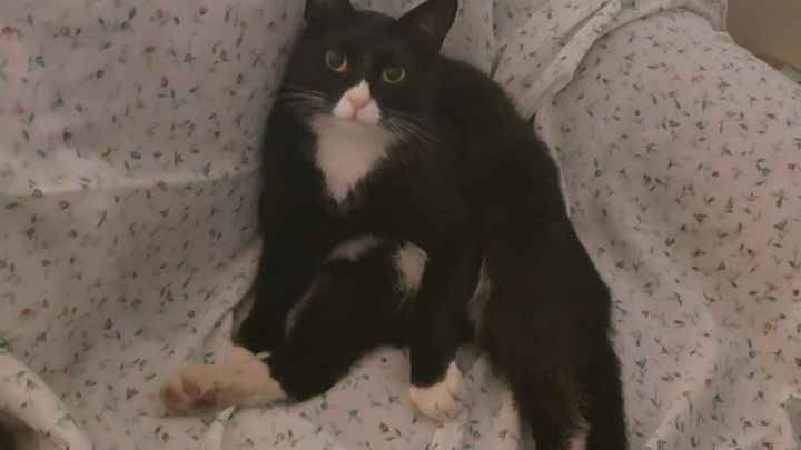 VultrixOfficial's tweet photo. He is a sweet little guy. He has no option but to have his leg amputated he was struck by a car.  This little guy was a person magnet during get-togethers at my second apartment and loves everyone. This is an extremely tough time. Anything helps https://t.co/cfWHUrudDM https://t.co/hnPXbbWDNd