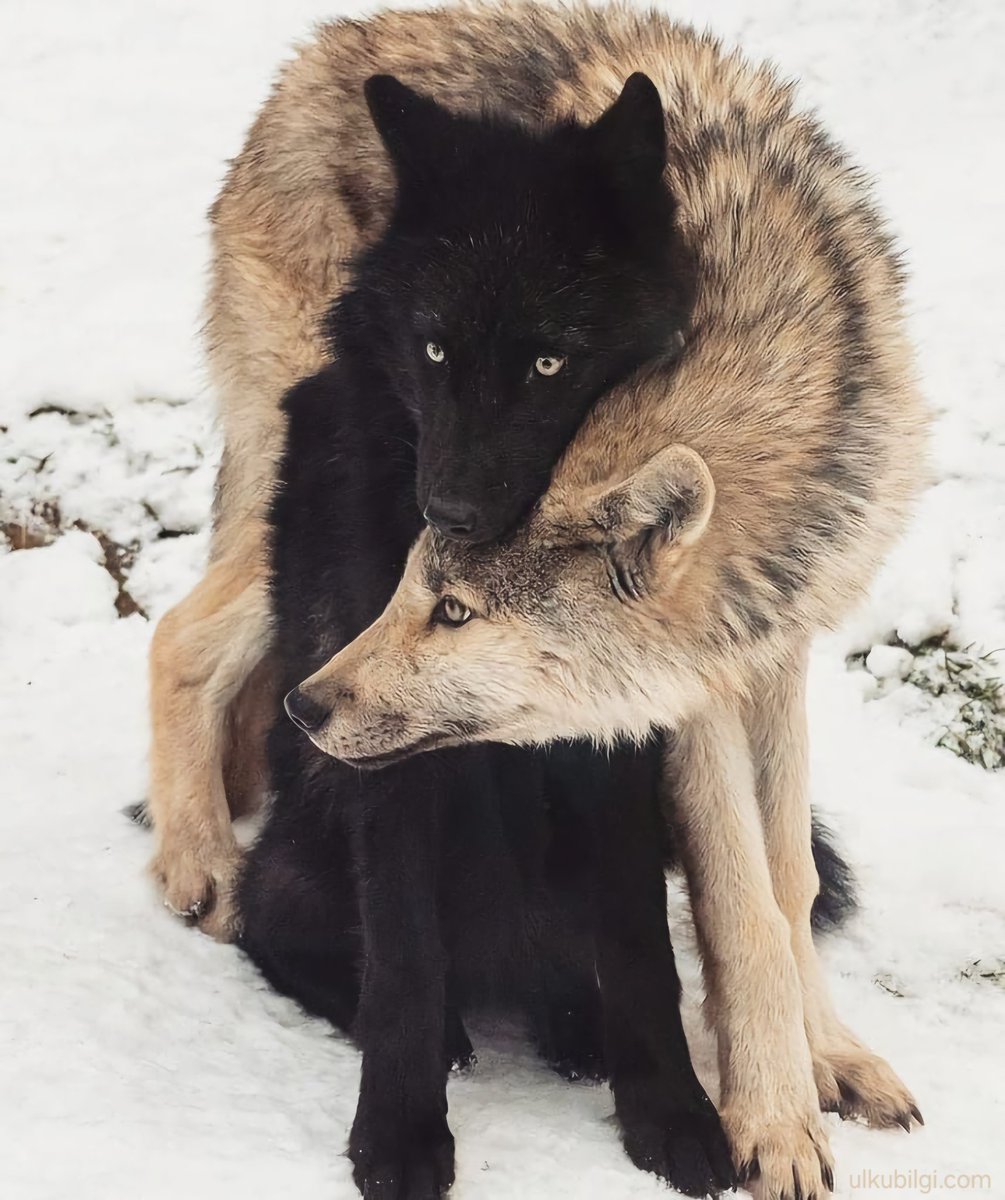 Türk (@turuksoz) on Twitter photo 