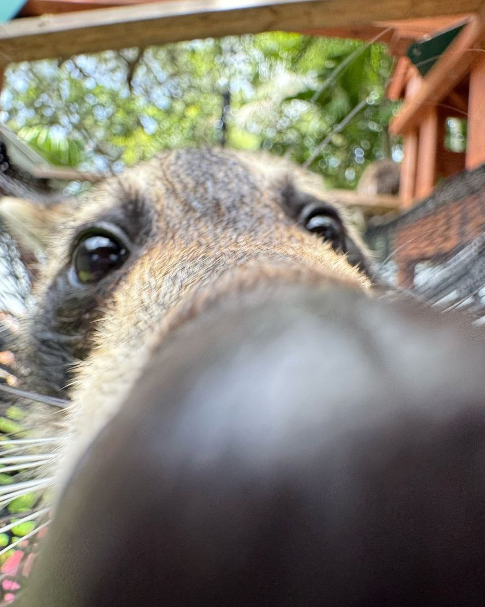 raccoon with confusing auras tweet media