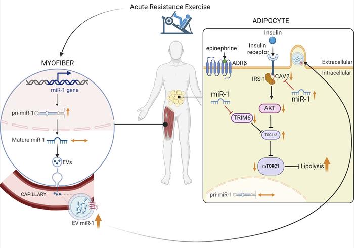 Jackson Fyfe, PhD tweet media