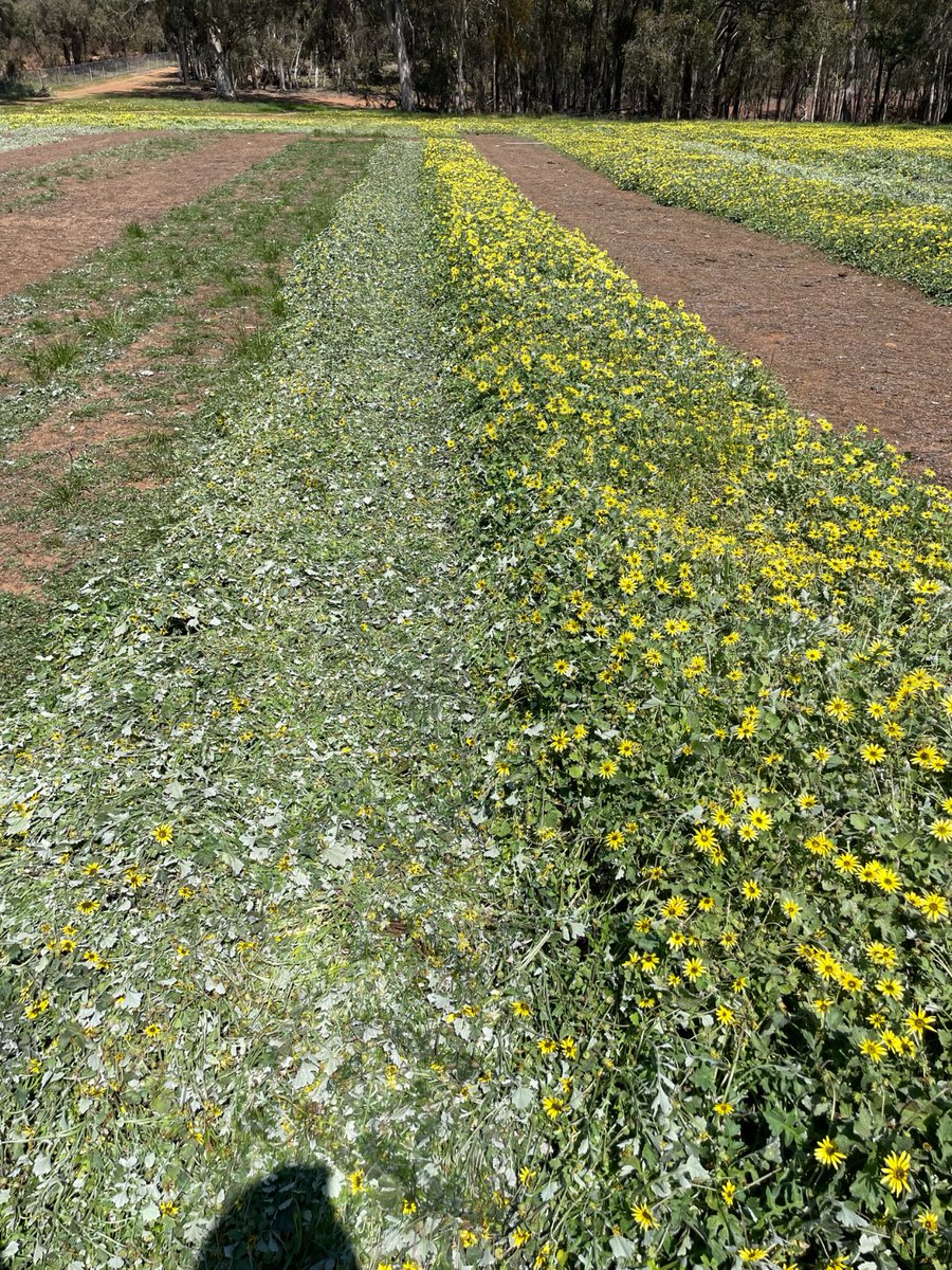 Miranda Slaven tweet media