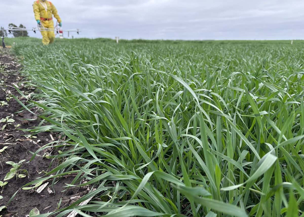 Damian Gopar tweet media