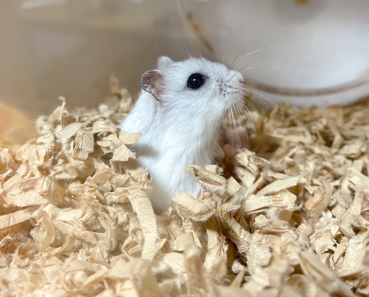 muukunchi's tweet photo. にょきーん🐹🍄
＃ハムスター https://t.co/JzzuJYUg92