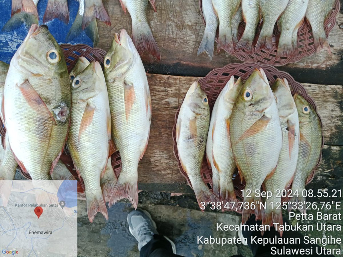 rulkifli's tweet photo. Senin 12 september 2024 melaporkan hasil produksi KUB madidihang hasil Tangkapan sebanyak 25 kg Ikan kakap putih dengan harga Rp.50.000 per kg
#kkp
#bpsdmkp
#puluh
#bpppbitung https://t.co/J55Tv5BEqY