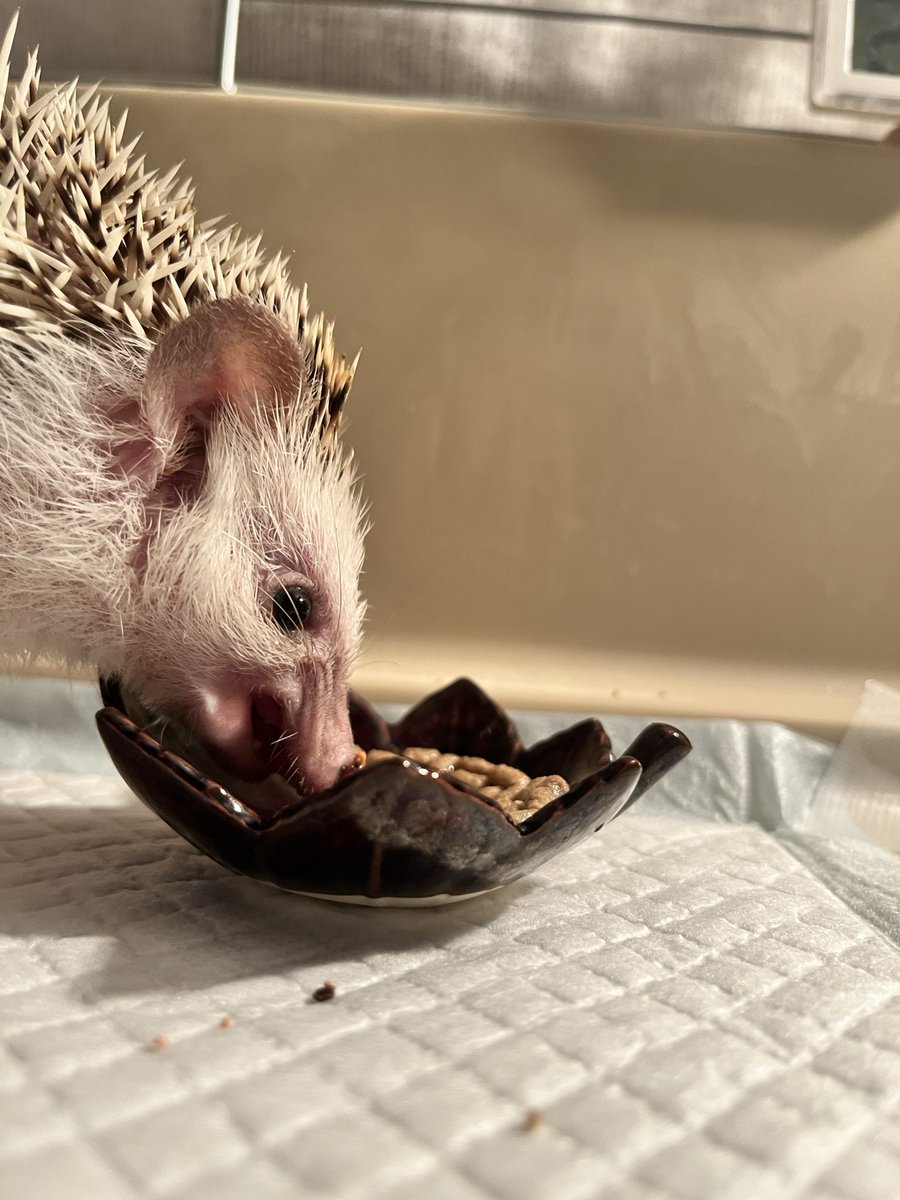 臨場感あるハリネズミのご飯食べ