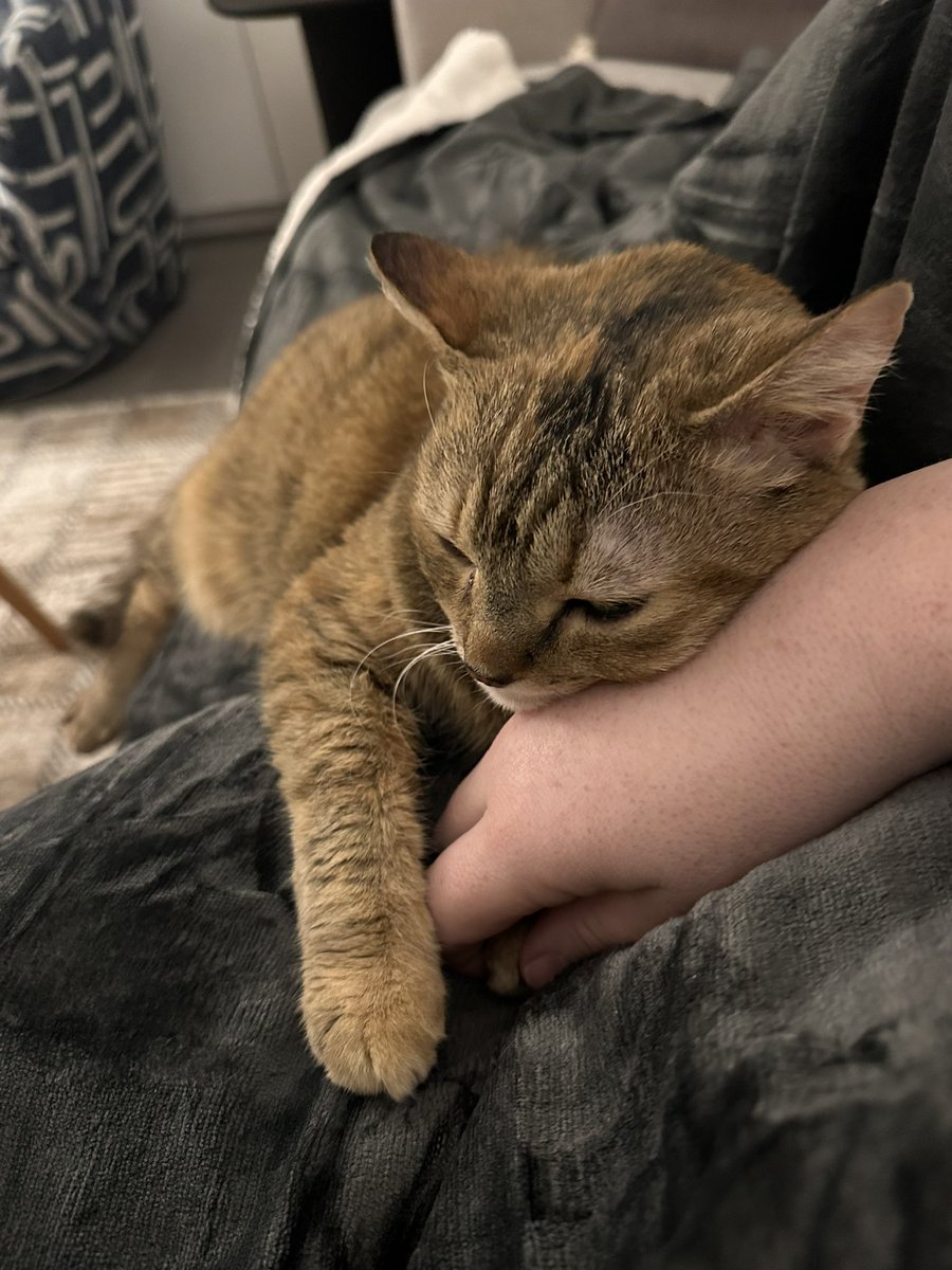 Jamie Barton tweet media