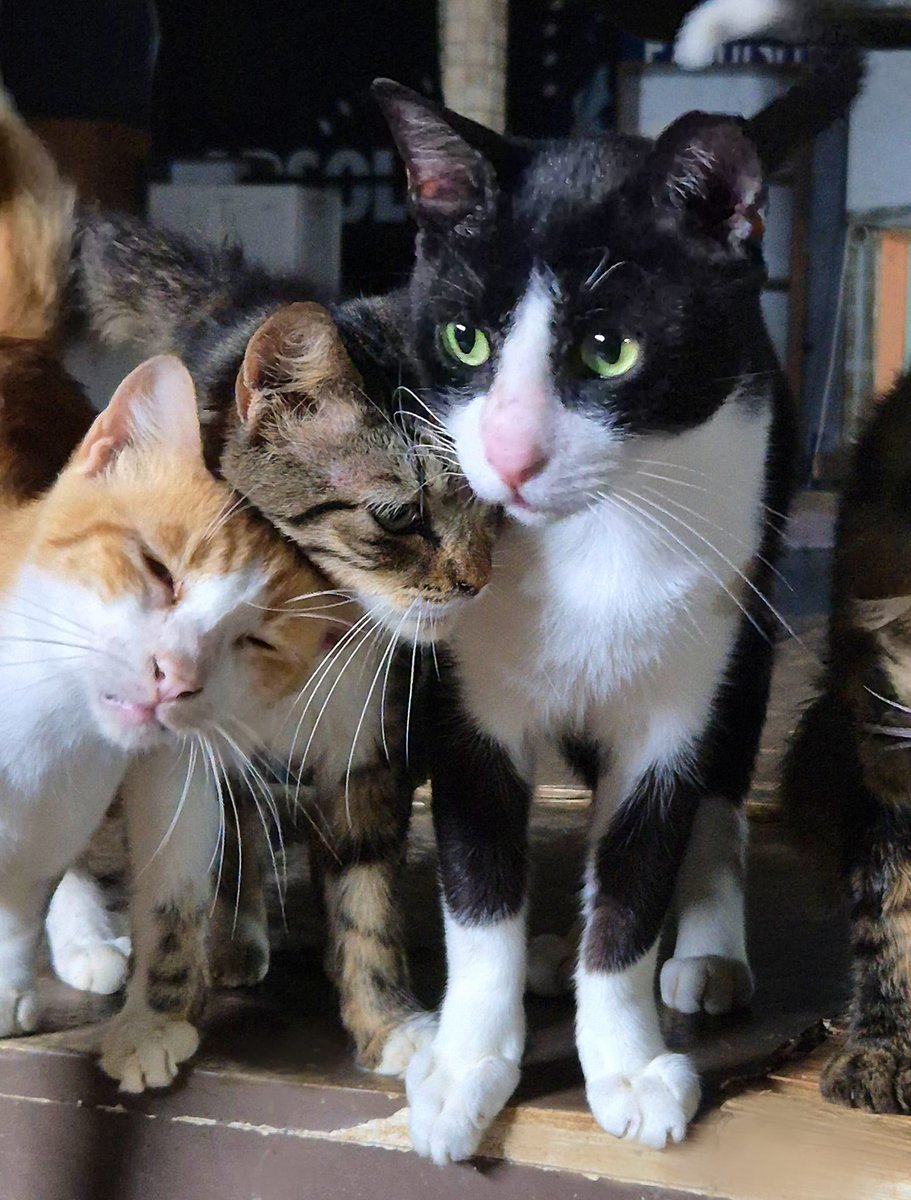 The missile attack yesterday was terrifying. The shelter doesn't have a bomb shelter. I felt helpless, not being able to protect the cats. After a few very close calls where the shelter was shaking, i couldn't provide comfort to them anymore because i was petrified. 1/2
