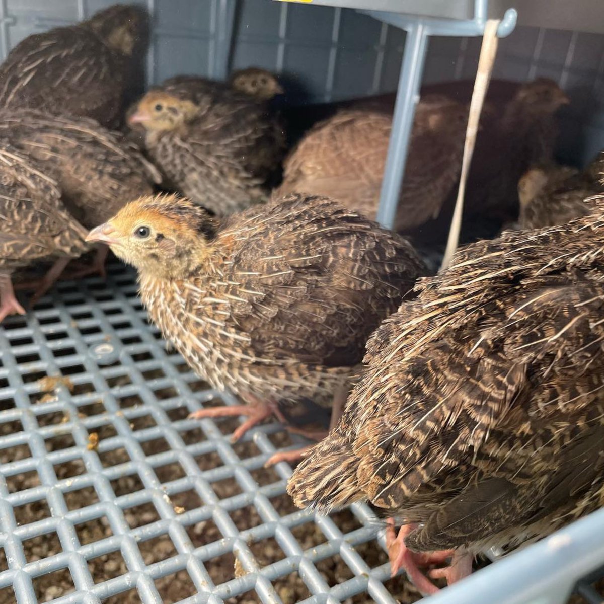HatchingTime's tweet image. Our Brooders were designed with your birds happiness in mind! Take a look at this happy healthy bunch!

Shop Brooders: hatchingtime.com/collections/ch…

#HatchingTime #Cimuka #QuailBrooder