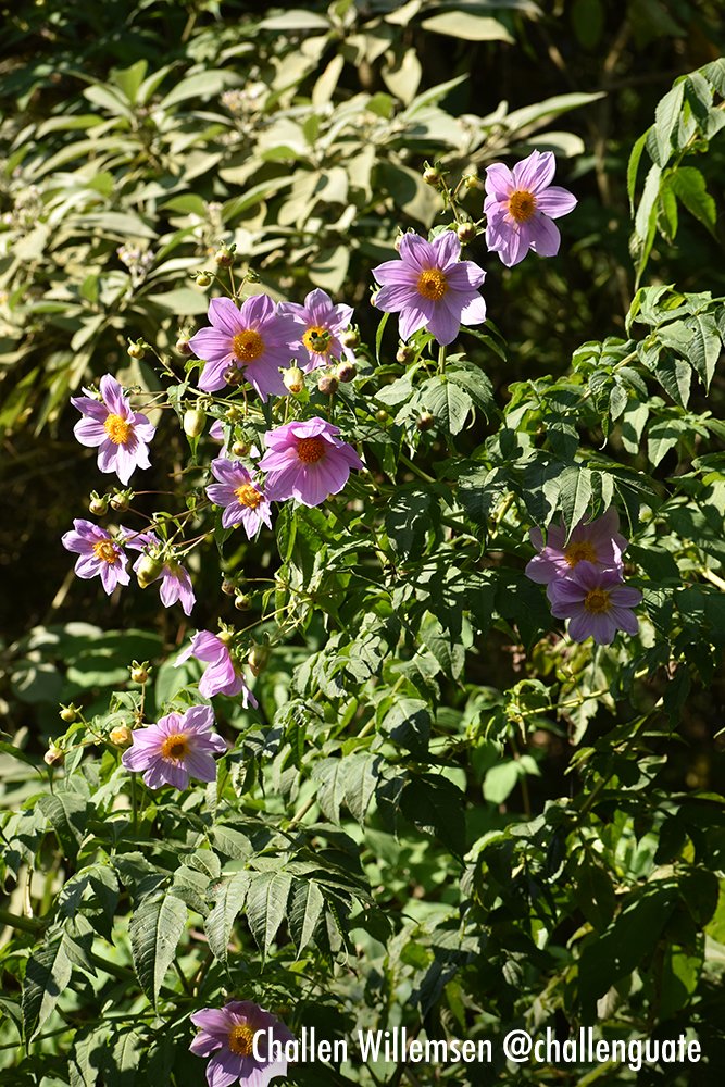 Challen Willemsen tweet media