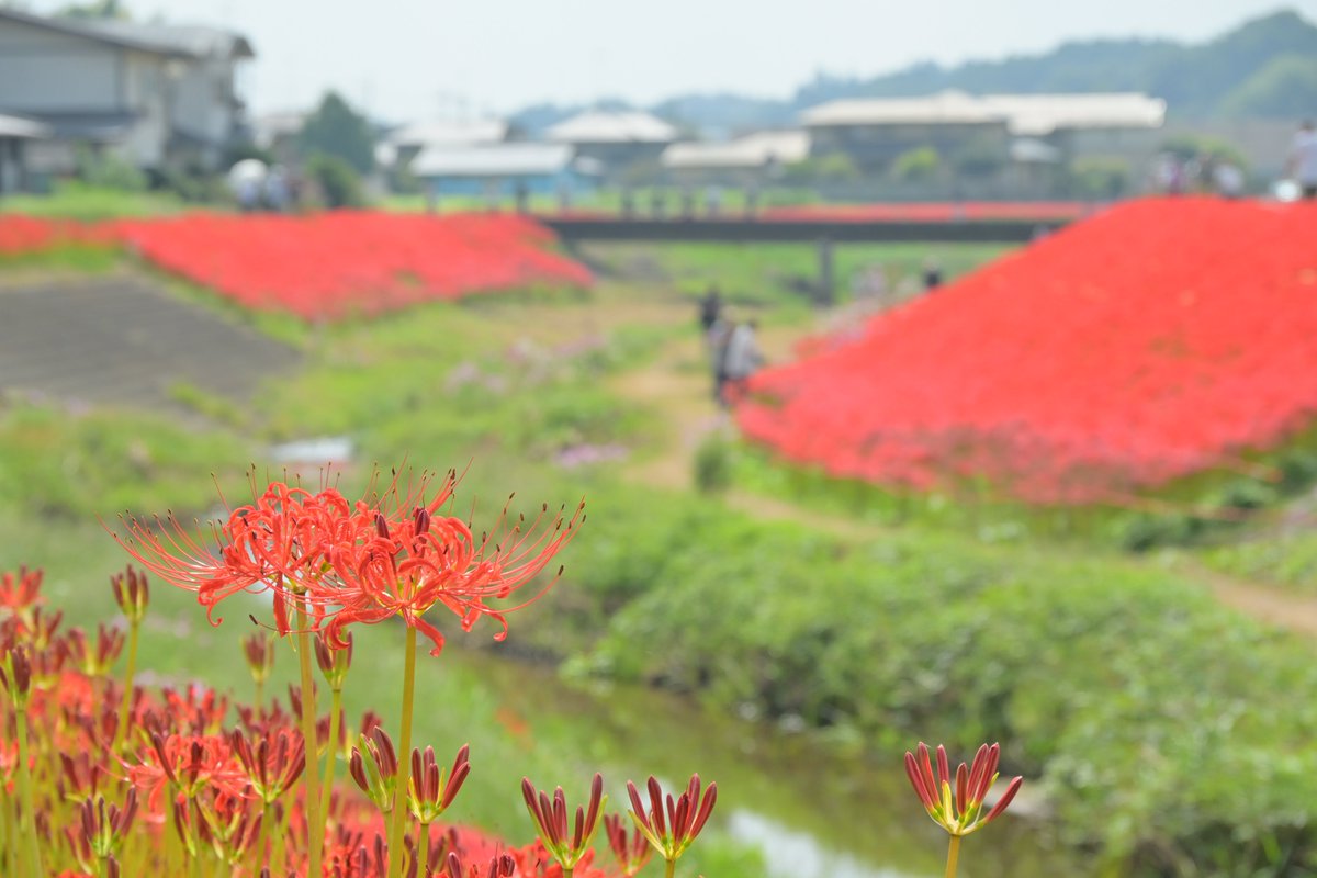 🔴一面の彼岸花🔴 #常陸太田市 の #源氏川 では #彼岸花 が見頃を迎え