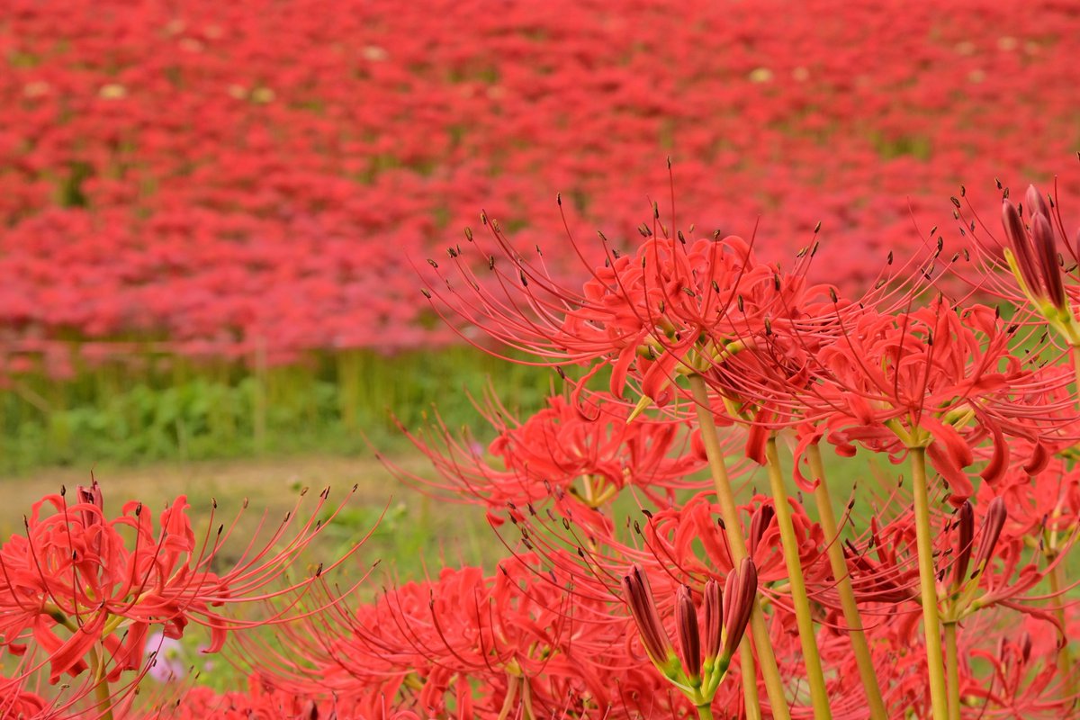 🔴一面の彼岸花🔴 #常陸太田市 の #源氏川 では #彼岸花 が見頃を迎え