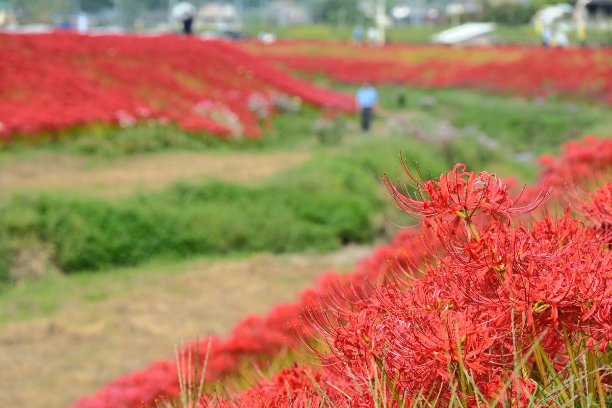 🔴一面の彼岸花🔴 #常陸太田市 の #源氏川 では #彼岸花 が見頃を迎え