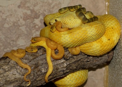 random_snakes's tweet photo. "I did NOT have an affair with the green dude in the tree next door!" -Snek Mom ๐๐ฌ๐ฌ๐คฅ๐ #WowThatIsAwkward https://t.co/AnYKXLcJsD