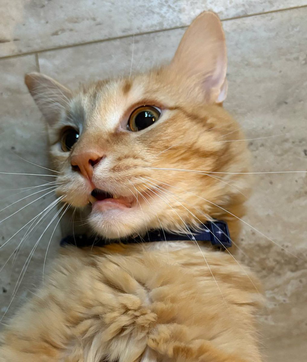 Trent Dawg (@thetrentdawg) on Twitter photo <a href="/silkyroads626/">ડїใ𝙠𝕪</a> <a href="/MeowmeowTRC20/">Meow Meow Coin</a> MEOW is not a 2D photo. ALERT ‼️ ALERT ‼️ ‼️ THE FIRST CAT ON TRON IS REAL ‼️ BREAKING NEWS!!!! <a href="/justinsuntron/">H.E. Justin Sun 🍌</a> <a href="/trondao/">TRON DAO</a> #TRON ‼️‼️‼️‼️‼️ <a href="/silkyroads626/">ડїใ𝙠𝕪</a> <a href="/MeowmeowTRC20/">Meow Meow Coin</a> MEOW is not a 2D photo. ALERT ‼️ ALERT ‼️ ‼️ THE FIRST CAT ON TRON IS REAL ‼️ BREAKING NEWS!!!! <a href="/justinsuntron/">H.E. Justin Sun 🍌</a> <a href="/trondao/">TRON DAO</a> #TRON ‼️‼️‼️‼️‼️