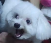 I think Mochi is scared of his new toy 😂