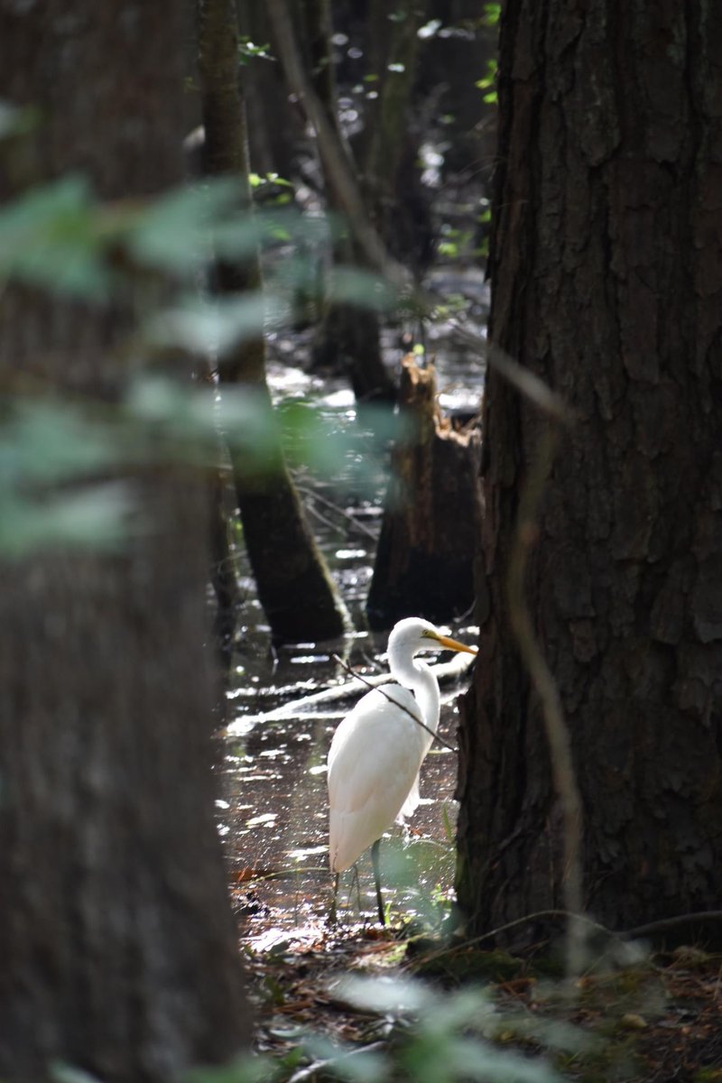 Winyah Rivers Alliance tweet media