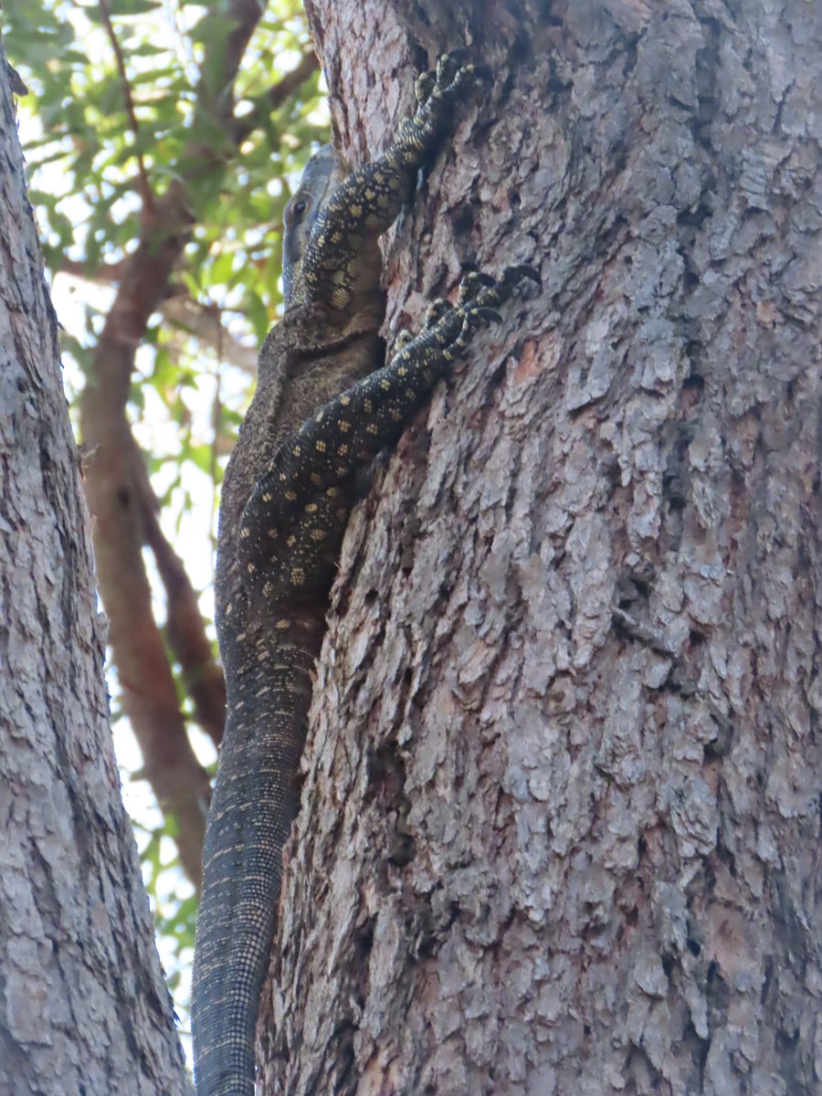 debjmah's tweet photo. @AMAZlNGNATURE They are harmless if you leave them alone 
We have several on our property https://t.co/DTNJBNfhlh