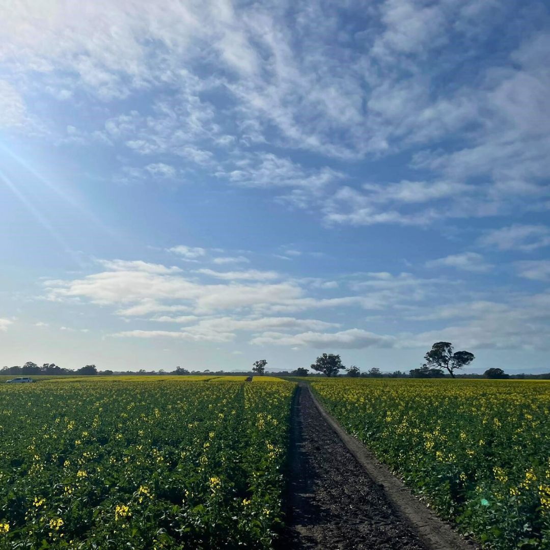 Nuseed hosted the <a href="/WesternAg/">Rome577554</a> agronomy team at the #Wonwondah trial site. 🌱

We discussed #Nuseed #canola varieties, including the newly released Nuseed Griffon TTI and varieties in development.

👏Thanks Antonio Leonforte for sharing your expert insights.