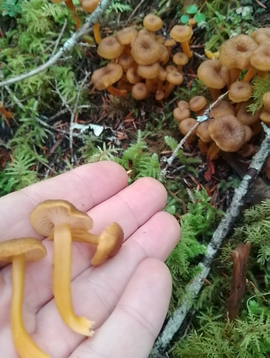 Canadian Mushroom adventures...
Very different then I found an  old friend 
Blue Chanterelles, Pine Mushroom "Matsutake", Pacific Golden Chanterelles (Girolles on steroids), Winter Chanterelles a different continent but most definitely the same mushroom