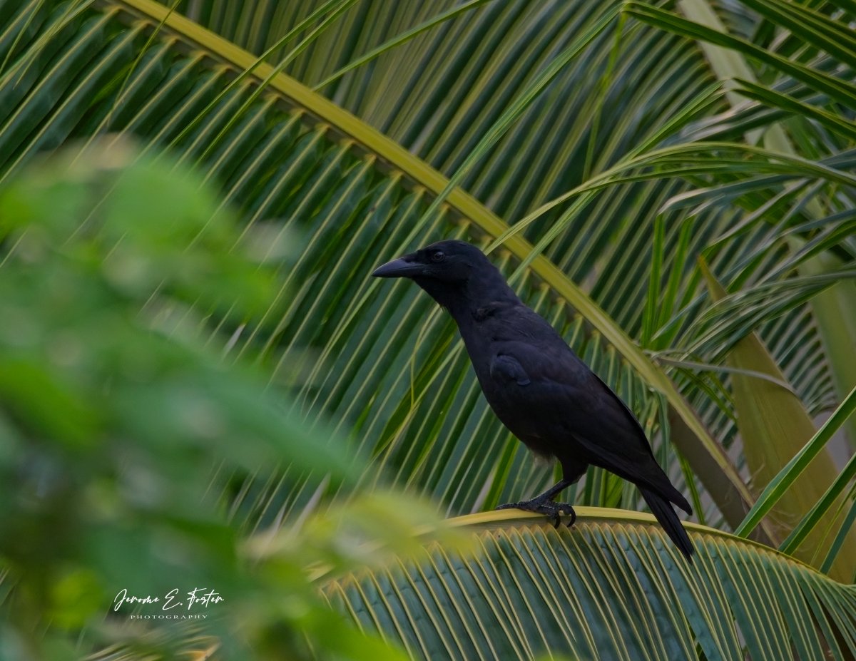 buggyfresh78's tweet image. The #Jamaican #crow is #endemic to the #island. This one was part of a flock of 4-5 that passed by daily with their loud caws. Very reminiscent of the American #raven. #MontegoBay, #Jamaica.
.
.
.
#birdwatching #wildlife #animals #birdphotography #caribbean #BirdsSeenIn2024