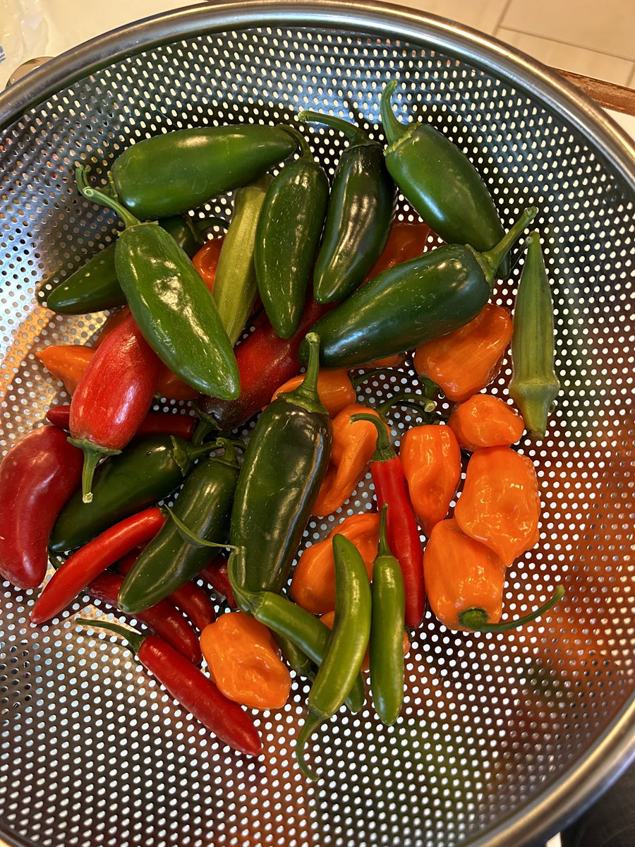 AprilMac's tweet image. Just picked some peppers- used no filter, I love the habaneros’ color
#boiseproblems #Salsatime