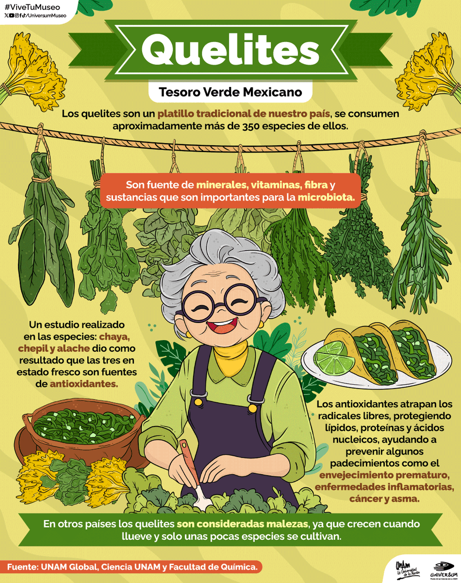 UniversumMuseo's tweet image. ¡Un gran tesoro! 💚💚💚

#ViveTuMuseo