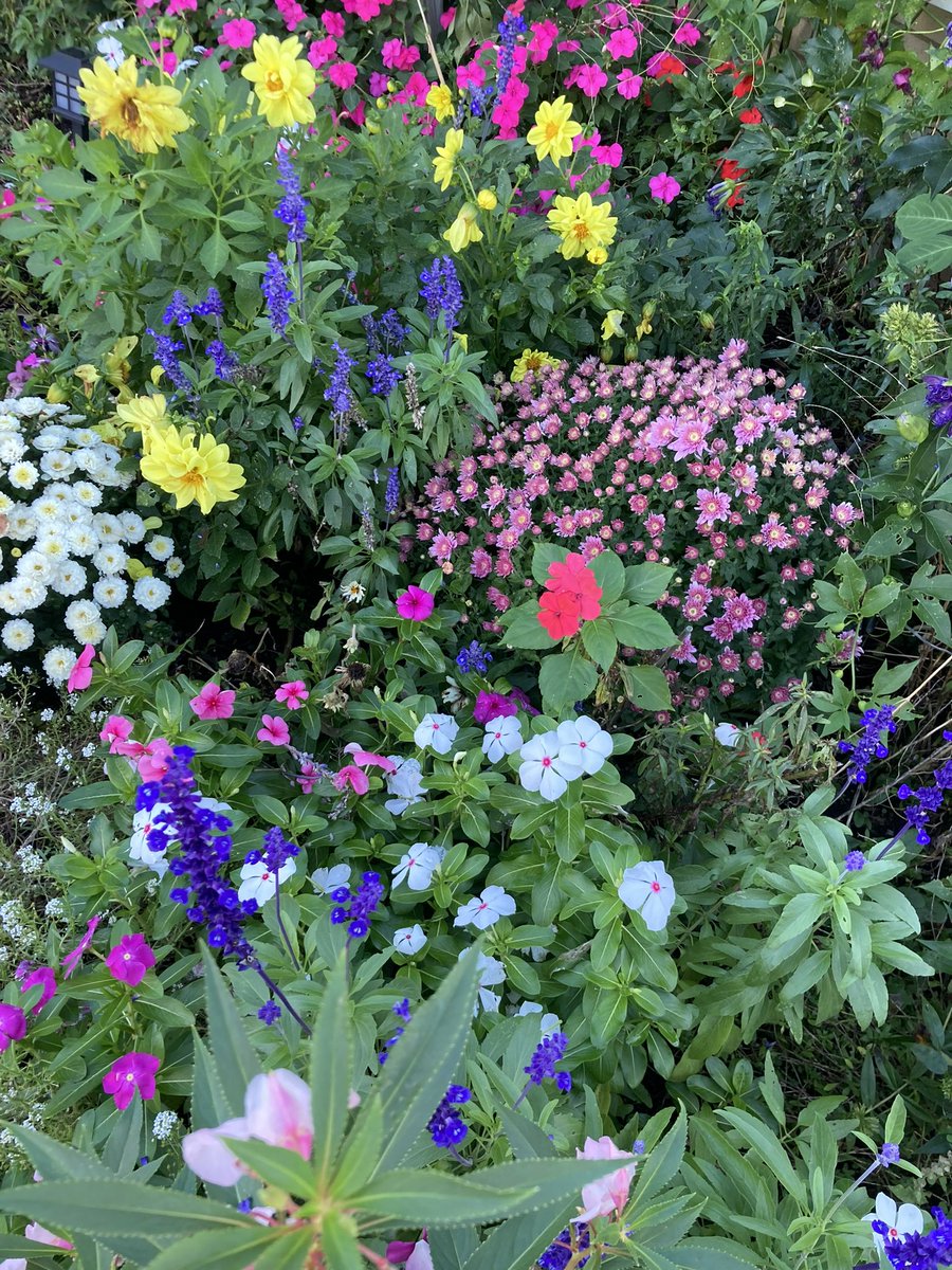 Kcontillo1's tweet image. My flowers are still thriving