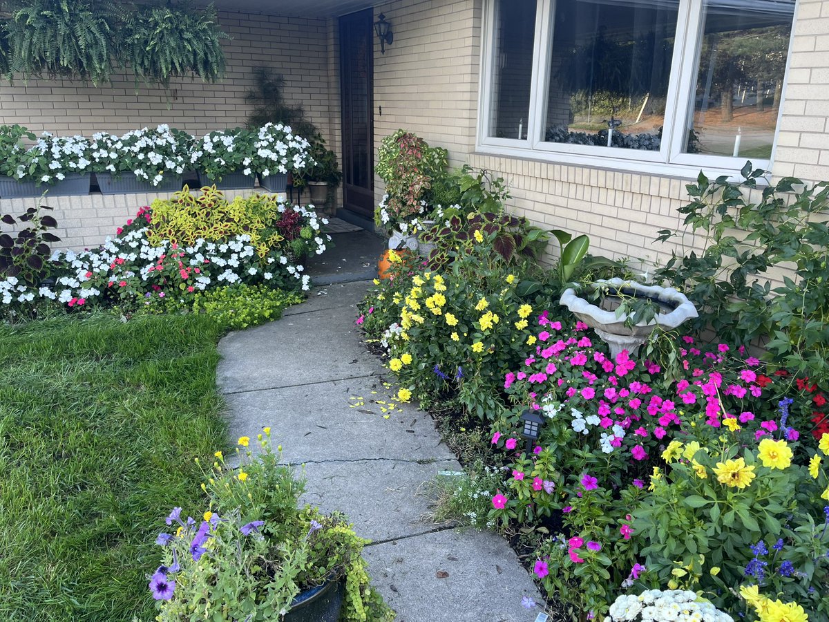 Kcontillo1's tweet image. My flowers are still thriving