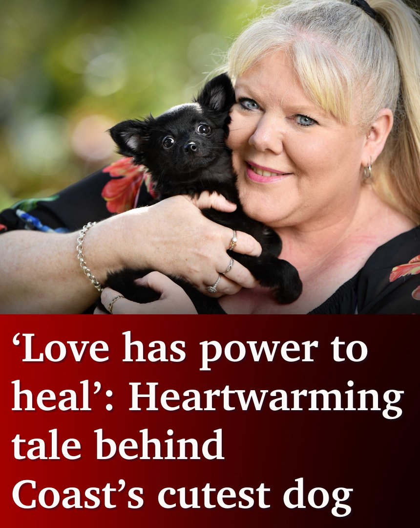 The Sunshine Coast’s cutest dog, as voted by readers, was welcomed by a family who felt a hole in their hearts and home after they lost their beloved pet months earlier. 🐶 MORE HERE 👉 bit.ly/4dwcxUJ