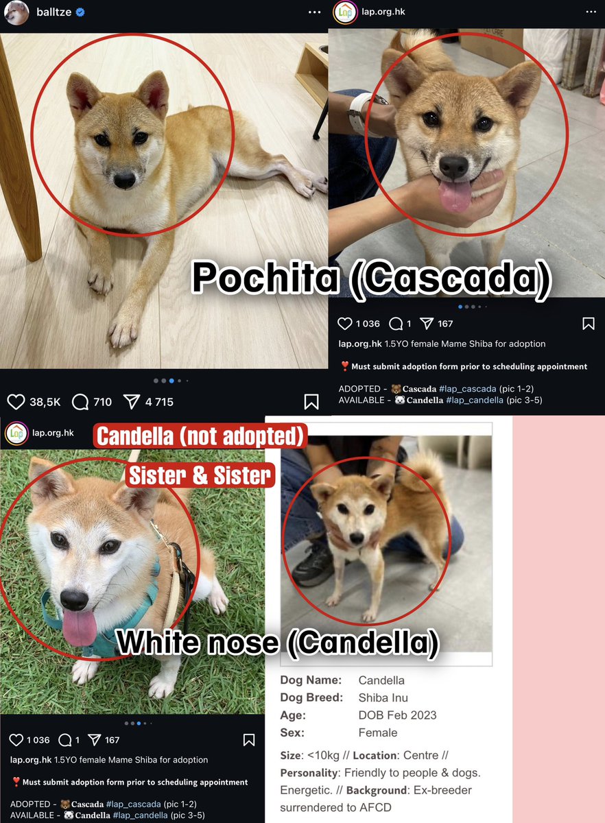 #Candella the real sister of #Pochita 

Chart: dexscreener.com/solana/ze7f6Wv…

CA: MWe71bG8Xh916bUs3Edq2Q1pxdAzmhggHcXwExJpump

$BONK $PONK