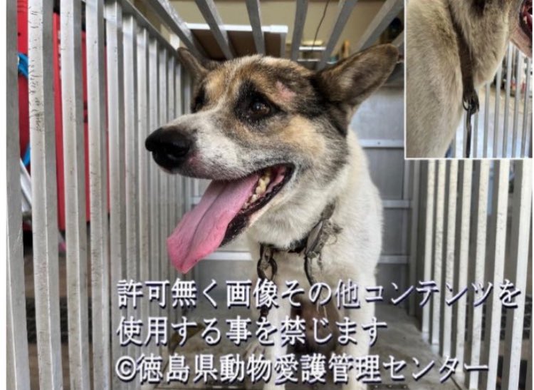 konchanlove0624's tweet photo. どうか救われていますように
#徳島県 https://t.co/h5rIWmbi35
