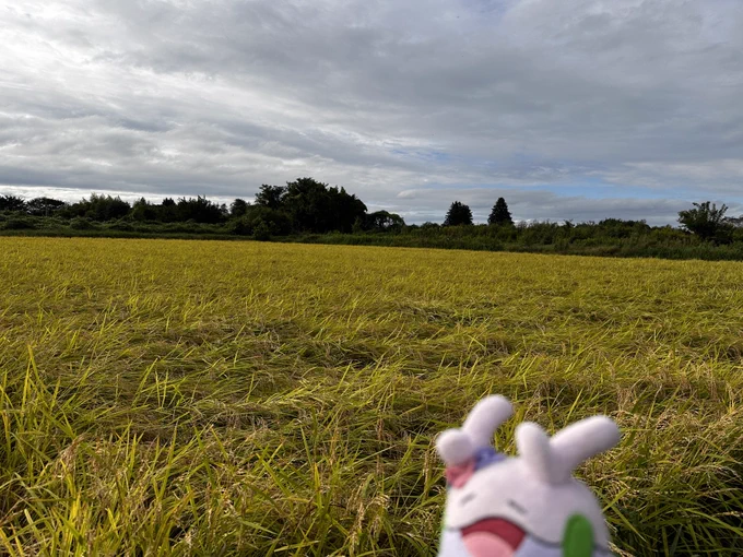 それから、設置すぐのひらたのポケふたも行ってました 福島県、エリアで風景がどんどん変わるのですが今の時期はとにかくお米…田んぼが金色でそれはそれは美しかったです新米楽しみ〜 今回発表された8枚も各地に設置されて長く楽しんでもらえますように